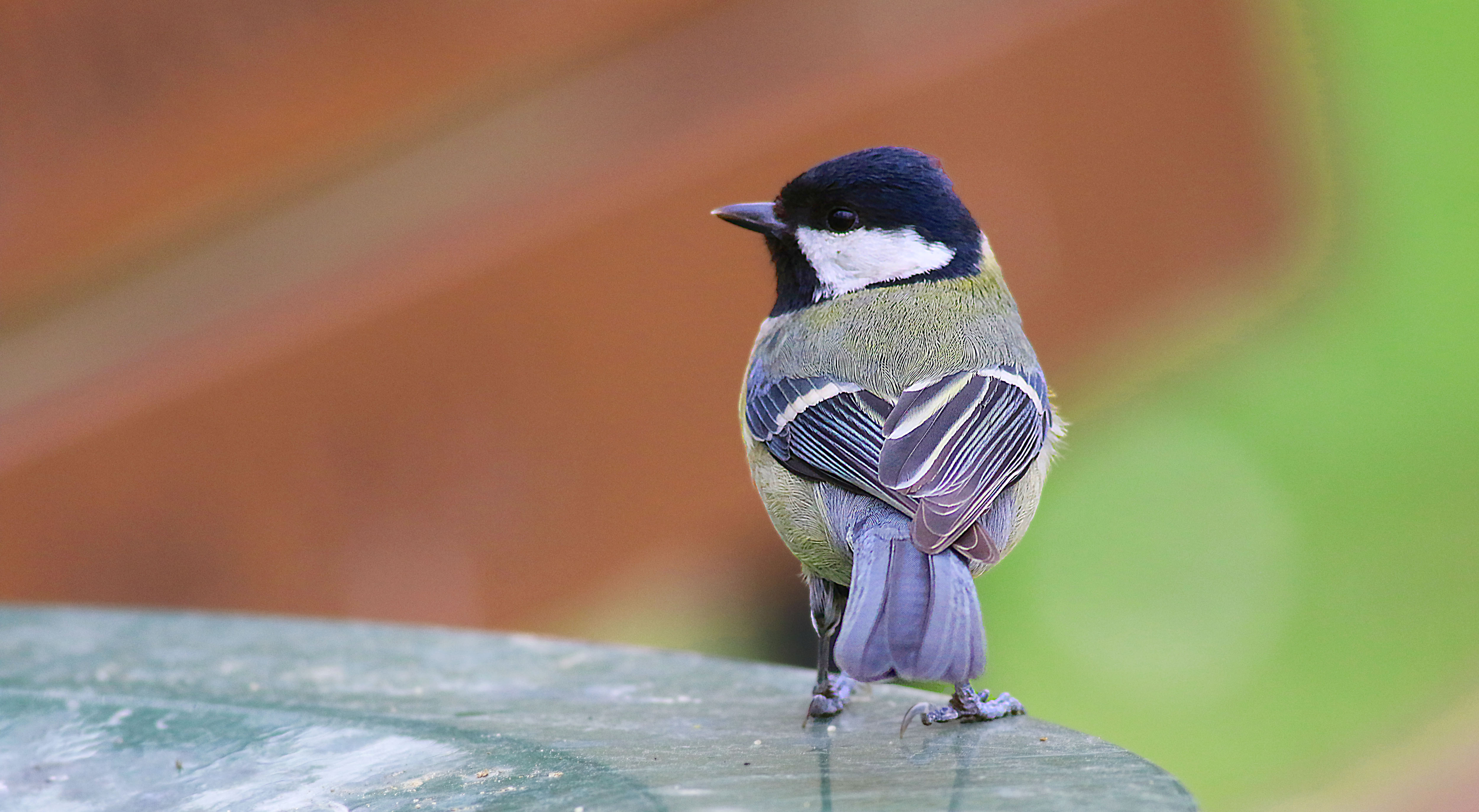 Great Tit